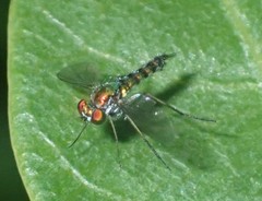 Condylostylus graenicheri