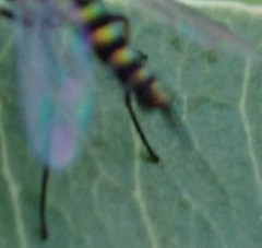 Condylostylus graenicheri