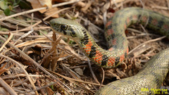 Rhabdophis tigrinus