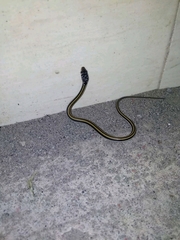 Xenochrophis vittatus