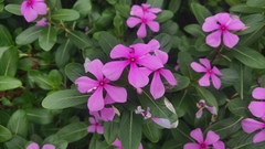 Catharanthus roseus