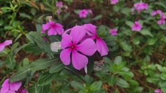 Catharanthus roseus