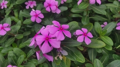 Catharanthus roseus