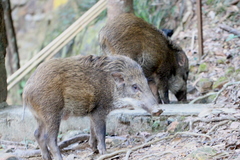 Sus scrofa moupinensis