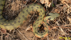 Rhabdophis tigrinus
