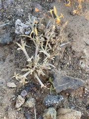 Anabasis brevifolia