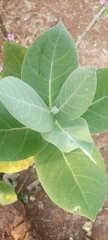 Calotropis procera image