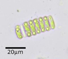 Scenedesmus ellipticus