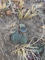 Astragalus monophyllus
