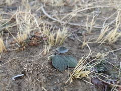 Astragalus monophyllus