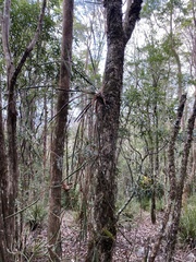 Dendrobium schoeninum