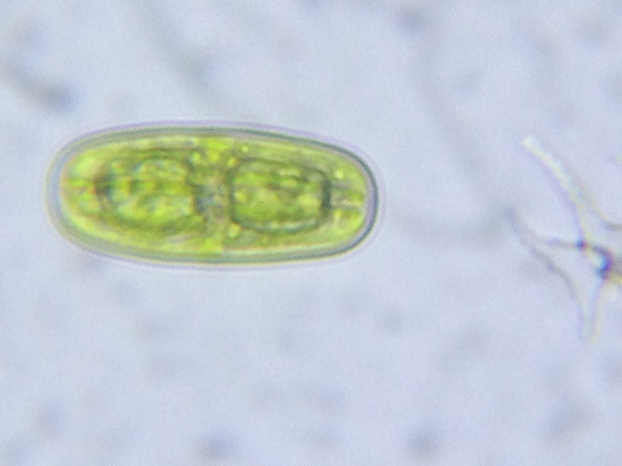Netrium oblongum var. cylindricum