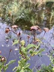 Pulicaria dysenterica