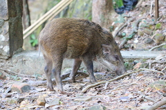 Sus scrofa moupinensis
