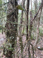 Dendrobium schoeninum