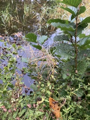 Pulicaria dysenterica