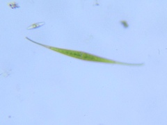 Closterium setaceum