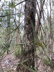 Dendrobium schoeninum