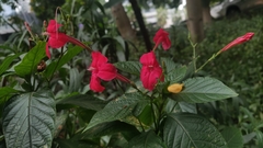 Ruellia elegans