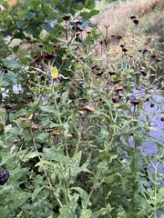 Pulicaria dysenterica