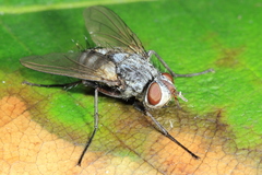 Cryptomeigenia