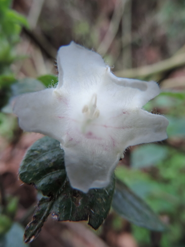 Acanthopale confertiflora image