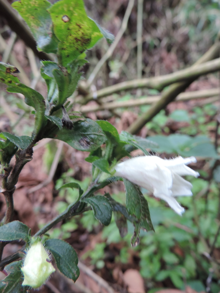 Acanthopale confertiflora
