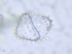 Staurastrum avicula