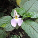 Impatiens burtonii - Photo (c) Marco Schmidt, some rights reserved (CC BY-NC-SA), uploaded by Marco Schmidt