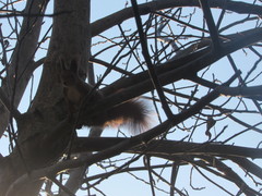 Sciurus vulgaris