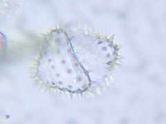 Staurastrum avicula