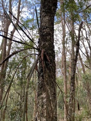 Dendrobium schoeninum