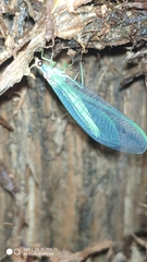 Nineta pallida
