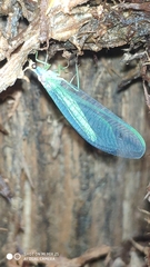 Nineta pallida