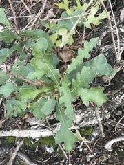 Quercus sinuata breviloba