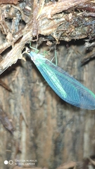 Nineta pallida