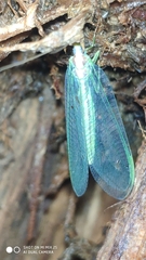 Nineta pallida