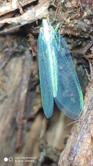 Nineta pallida