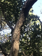 Quercus sinuata breviloba