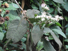 Vernonia kirungae image