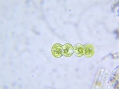 Cosmarium contractum