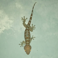 Gekko gecko