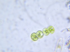 Cosmarium contractum