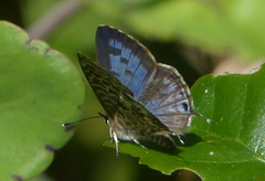 Leptotes rabefaner