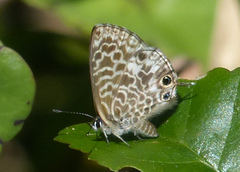 Leptotes rabefaner