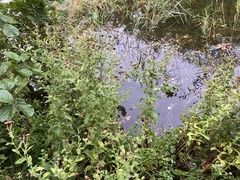 Pulicaria dysenterica