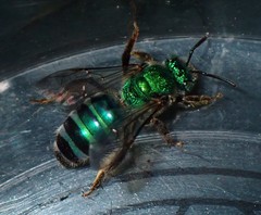 Agapostemon poeyi