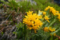 Jacobaea carniolica