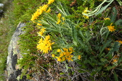 Jacobaea carniolica