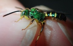 Agapostemon poeyi